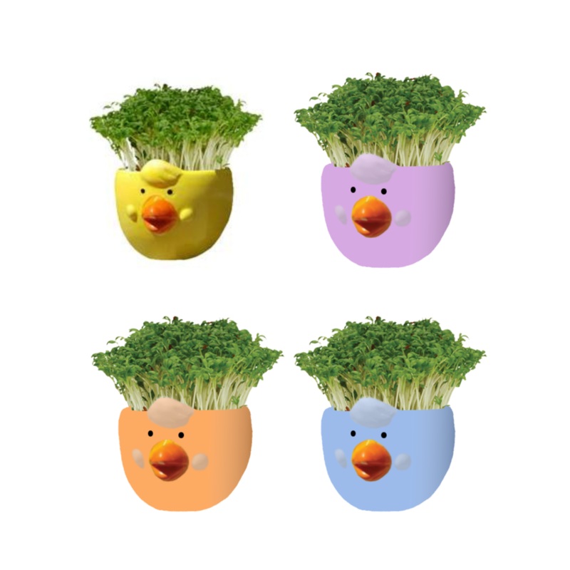 Easter Cress Chick Mixed Colours – Assorted