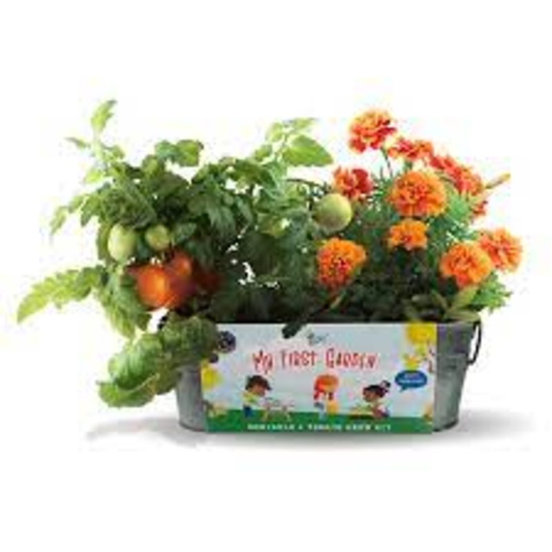 Buzzy Seeds My First Garden Windowsill Grow Kit  Marigold and Tomato
