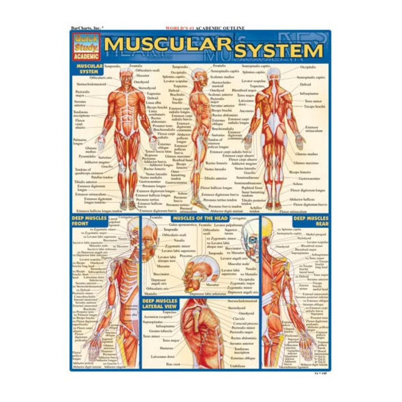 QuickStudy The Muscular System