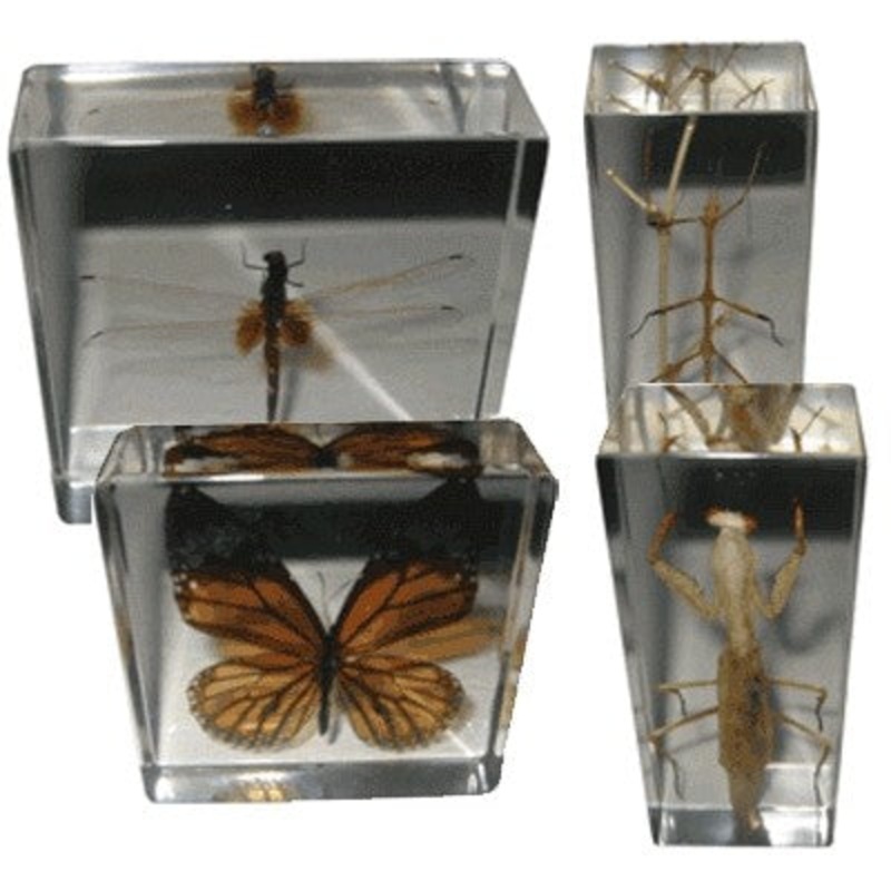 Real Life Science Specimens – Set of All 4 Insects