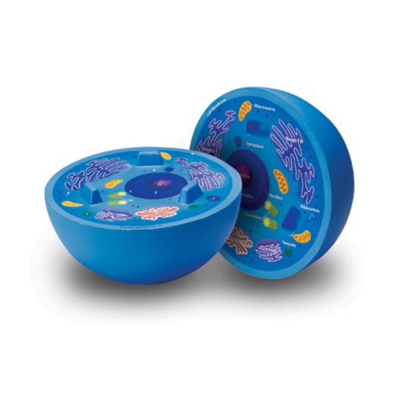 Soft Foam Cross-Section Animal Cell Model