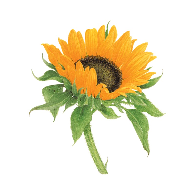 Temporary Tattoo Pair – Sunflower