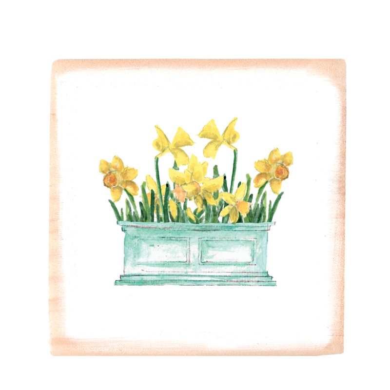 daffodils in flower box square wood block