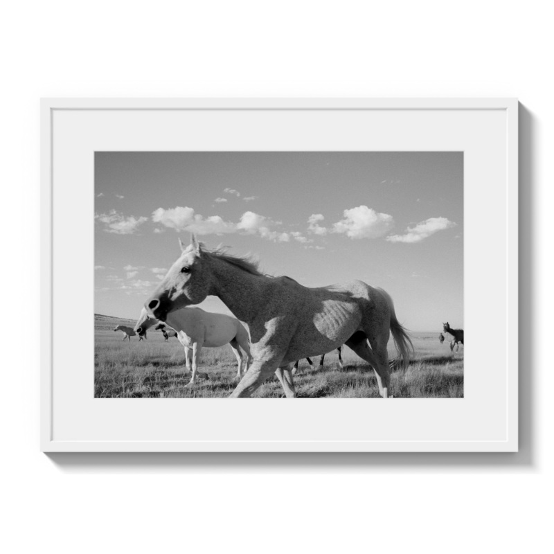 Wrangle Framed Picture S97472198