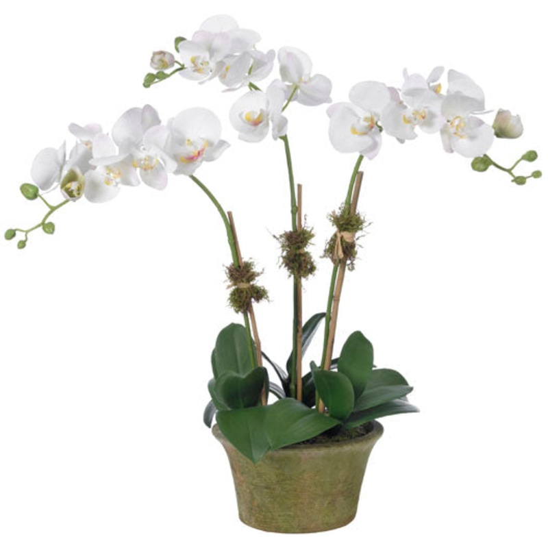 Blushing Beauty (faux)